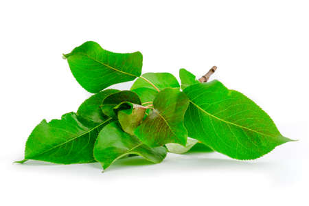 Green leaves isolated on white