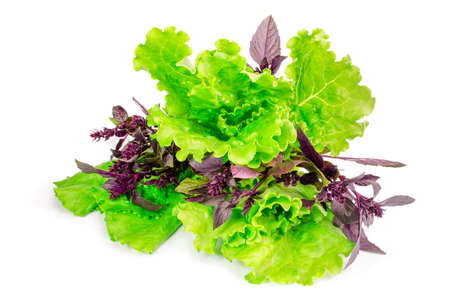 Basil and lettuce on white backgroundの写真素材