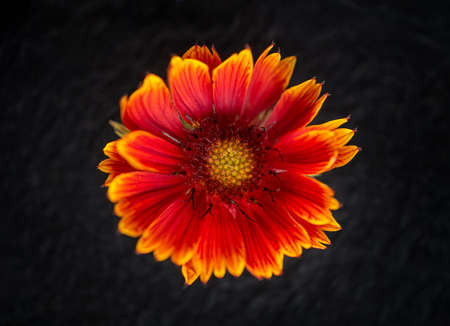 Top view of a flower on black background. Macro shoot.の写真素材