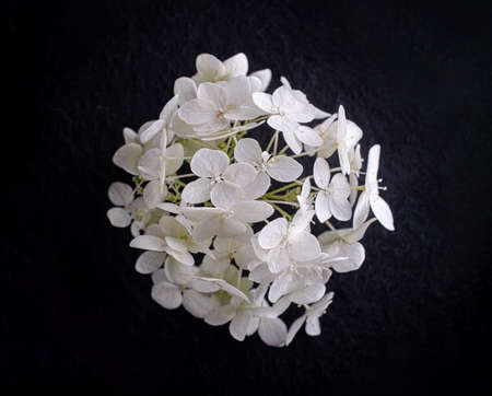 Studio shot of flower on a black background. Bright and beautiful flower.の写真素材