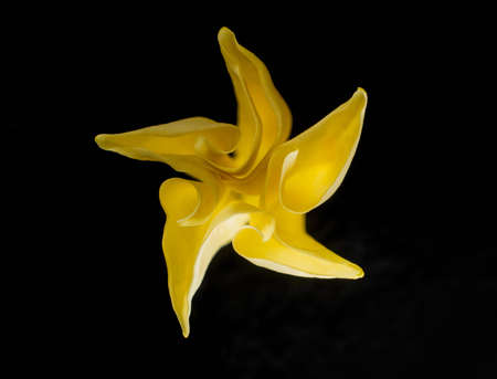 Close-up of flower on black background. For design. Nature.の写真素材
