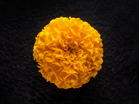 Top view of a flower on a black background. Closeup.の写真素材