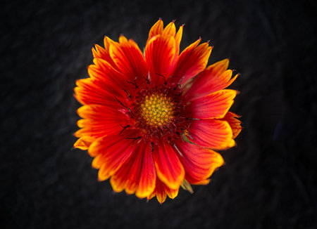 Delicate flower on a black background. Selective focus.の写真素材