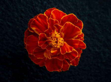 Beautiful flower on a black background. View from above.の写真素材