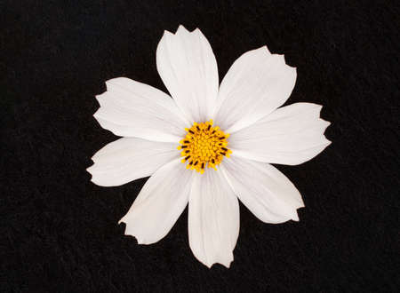 Beautiful flower on a black background. View from above.の写真素材