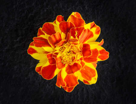 Beautiful flower on black background. On a dark background.の写真素材