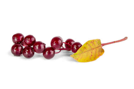 Bird cherry isolated on whiteの写真素材