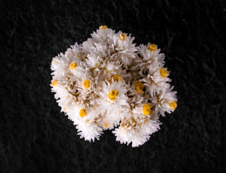 Beautiful flower on a black background. Closeup. Nature.の写真素材