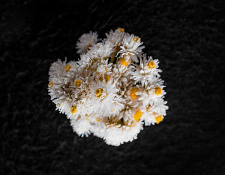 One flower on black background. Photo from above.の写真素材