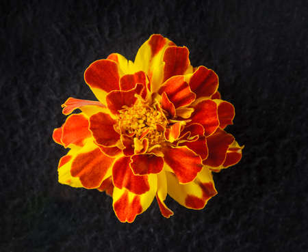 One flower on black background. Photo from above.の写真素材