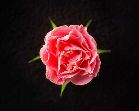 One flower on a black background. Closeup. Nature.の写真素材