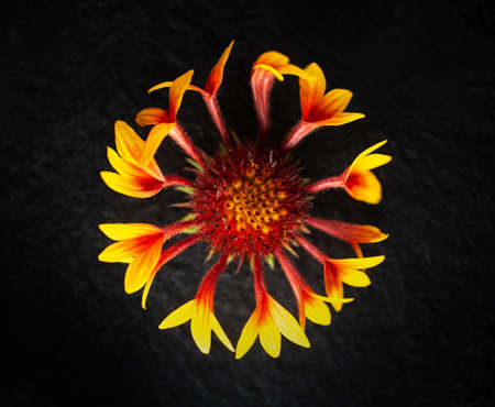 Delicate flower on black background. For design. Nature.の写真素材