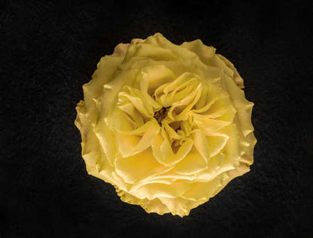 Top view of a flower on black background. View above.の写真素材