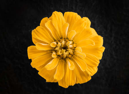One flower on black background. Selective focus.の写真素材