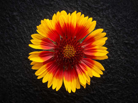 Studio shot of flower on a black background. Bright and beautiful flower.の写真素材