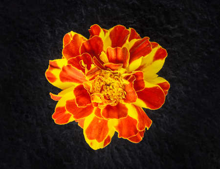 Beautiful flower on a black background. Close up.の写真素材