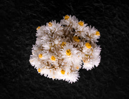 Beautiful flower on a black background. Studio shot.の写真素材