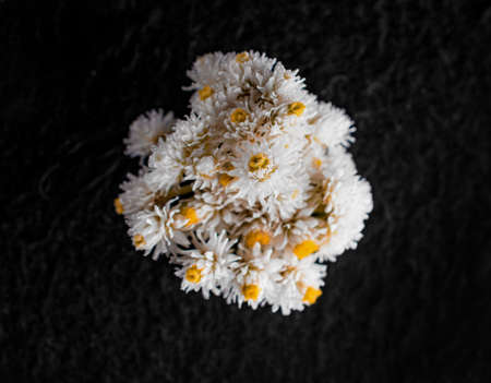 Delicate flower on a black background. Macro shoot.の写真素材