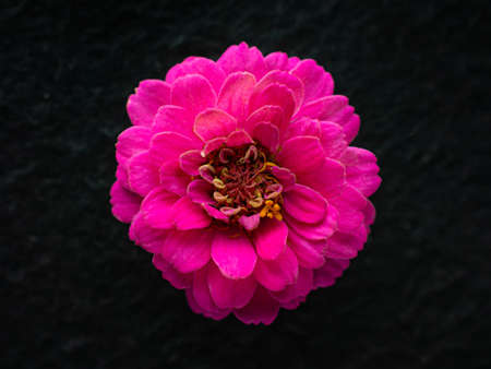 One flower on a black background. On a dark background.の写真素材