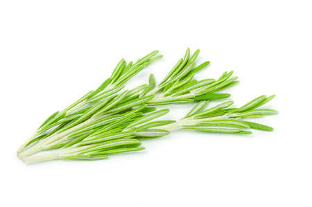 Fresh green sprig of rosemary isolated on a white backgroundの写真素材
