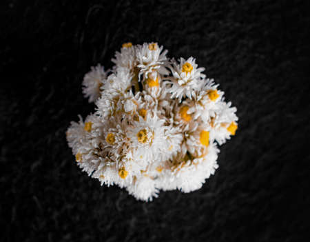 Close-up of flower on black background. Photo from above.の写真素材