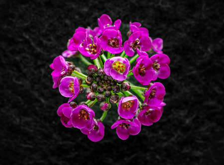 Delicate flower on black background. Studio shot.の写真素材