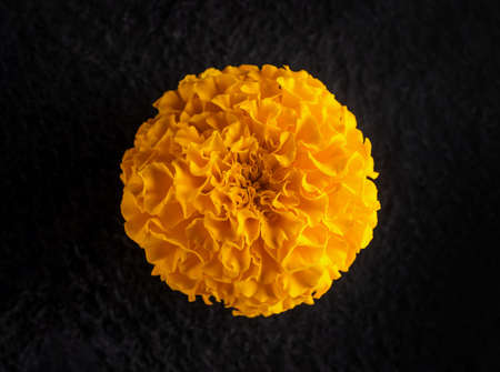 Delicate flower on a black background. Selective focus.の写真素材