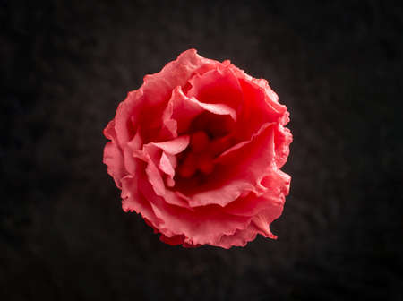 Delicate flower on a black background. Macro shoot.の写真素材