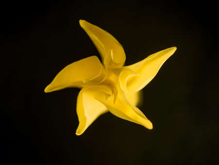 One flower on a black background. Flat lay, top view.の写真素材