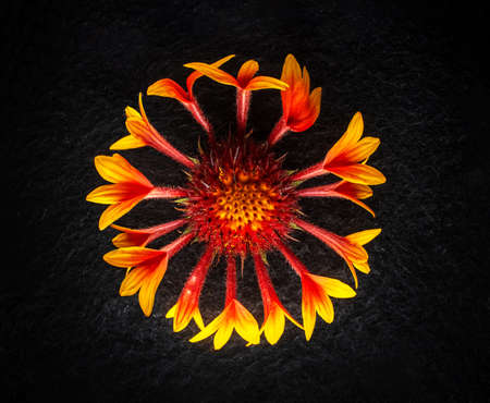 One flower on black background. For design. Nature.の写真素材
