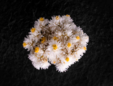 Studio shot of flower on a black background. On black background.の写真素材