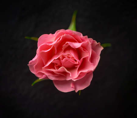 Close-up of flower on black background. For design. Nature.の写真素材