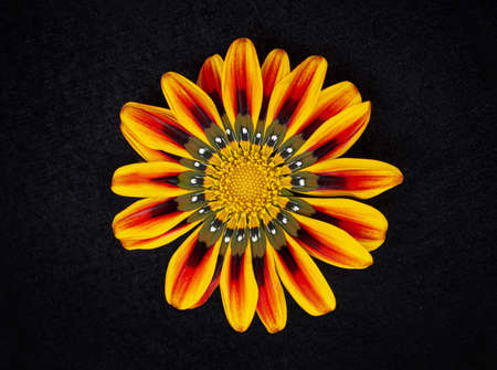 Studio shot of flower on a black background. Macro photo.の写真素材