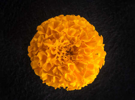 Top view of a flower on black background. Flat lay, top view.の写真素材