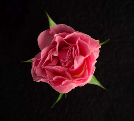 Studio shot of flower on black background. Photo from above.の写真素材