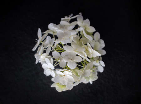One flower on a black background. On a dark background.の写真素材