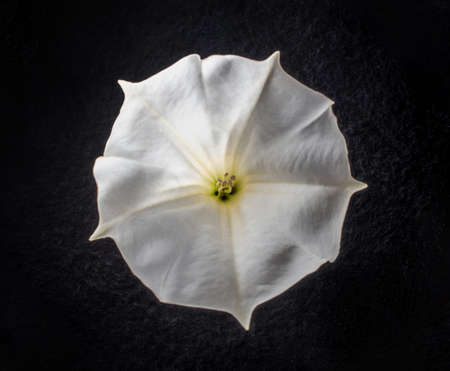 Top view of a flower on a black background. View from above.の写真素材