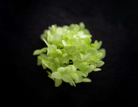 Beautiful flower on a black background. For design. Nature.の写真素材