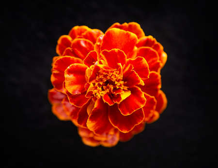 Top view of a flower on a black background. Macro shoot.の写真素材