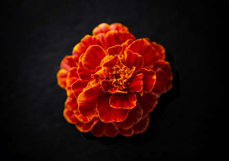 One flower on black background. Photo from above.の写真素材