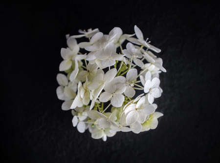 Top view of a flower on black background. Close up.の写真素材