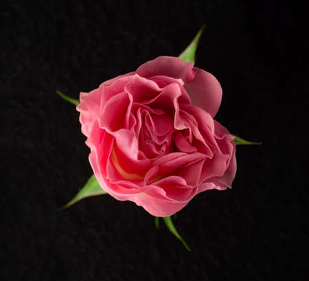 Beautiful flower on black background. Photo from above.の写真素材
