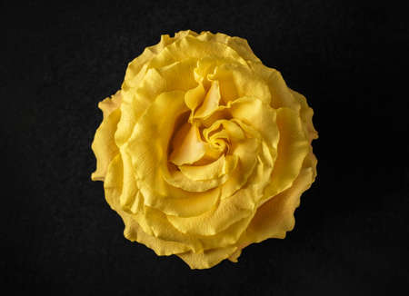 One flower on black background. Studio shot.の写真素材