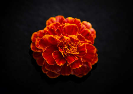 Beautiful flower on black background. On a dark background.の写真素材