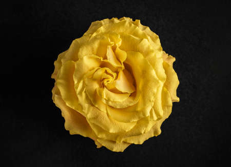 One flower on black background. Macro photo.の写真素材