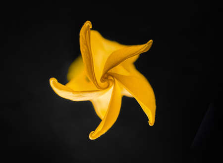 Top view of a flower on black background. On a dark background.の写真素材