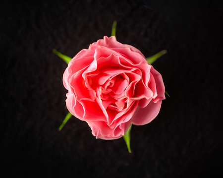 Delicate flower on a black background. Closeup. Nature.の写真素材