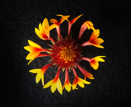 One flower on a black background. View above.の写真素材