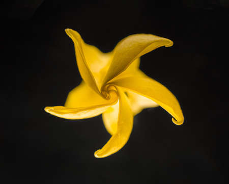 Studio shot of flower on black background. Studio shot.の写真素材
