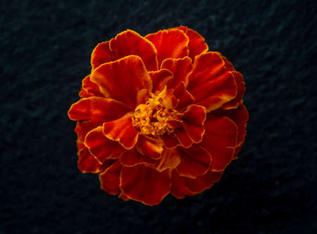 Top view of a flower on black background. Closeup. Nature.の写真素材